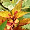 Solenostemon x 'Jaune et Rouge' (2)